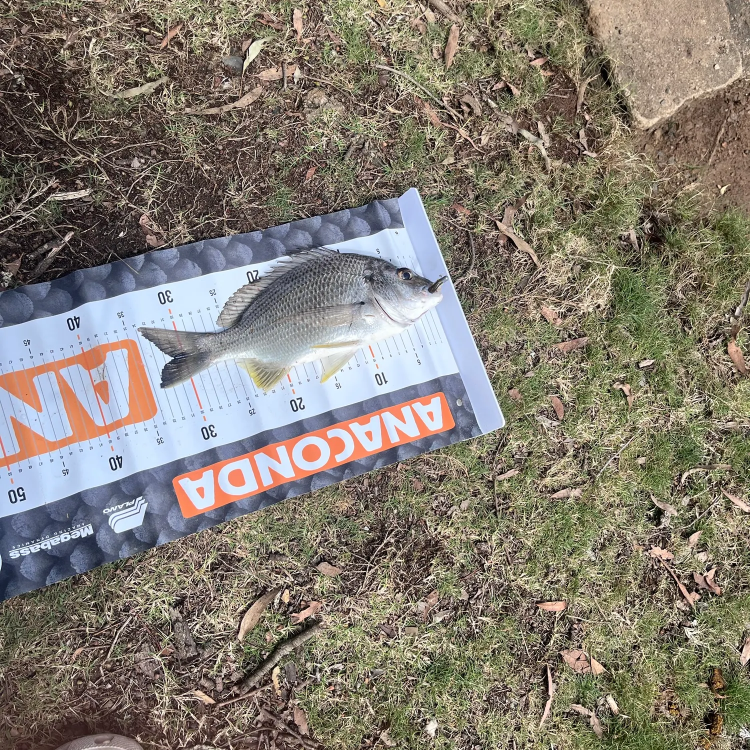 Surf bream caught on Fishbrain