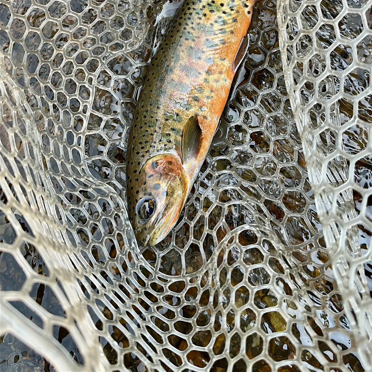 The most recent Westlope cutthroat trout catches on Fishbrain
