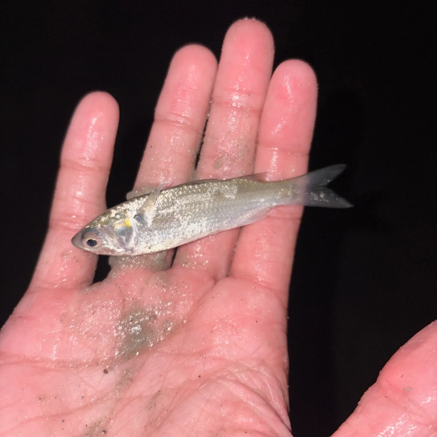 The most recent White mullet catches on Fishbrain