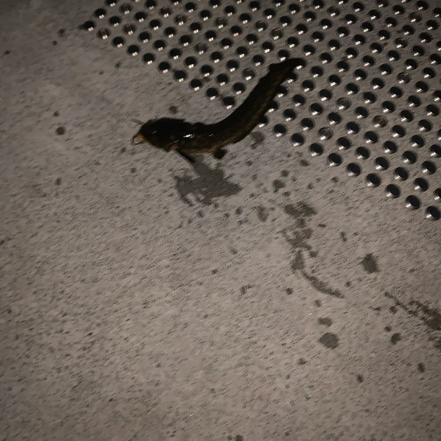 The most recent Amur catfish catches on Fishbrain