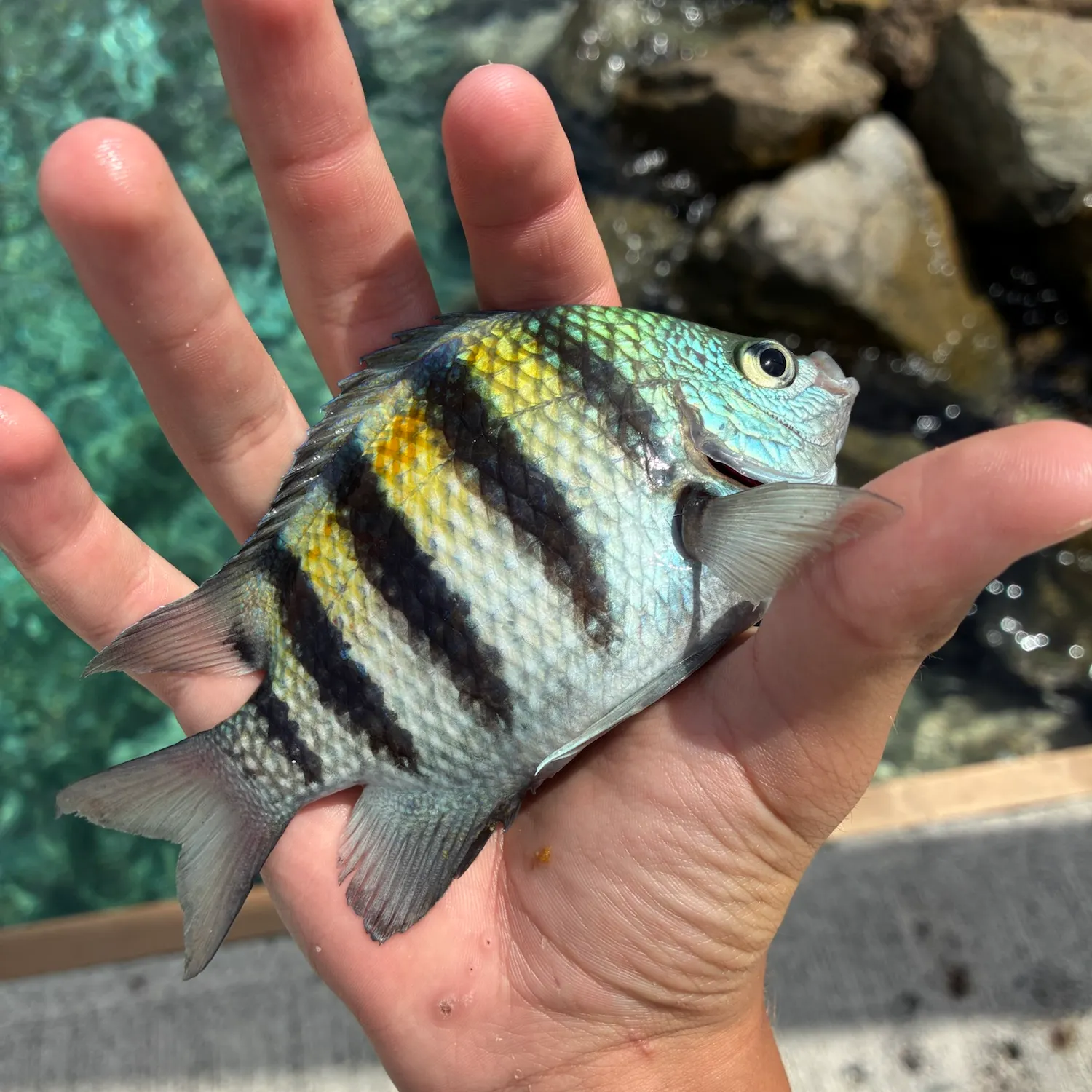 The most recent Panamic sergeant major catches on Fishbrain