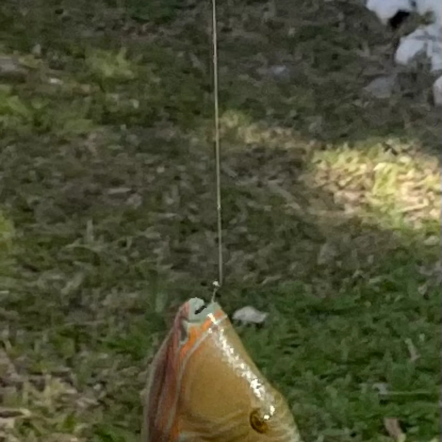The most recent Orange-lined triggerfish catches on Fishbrain