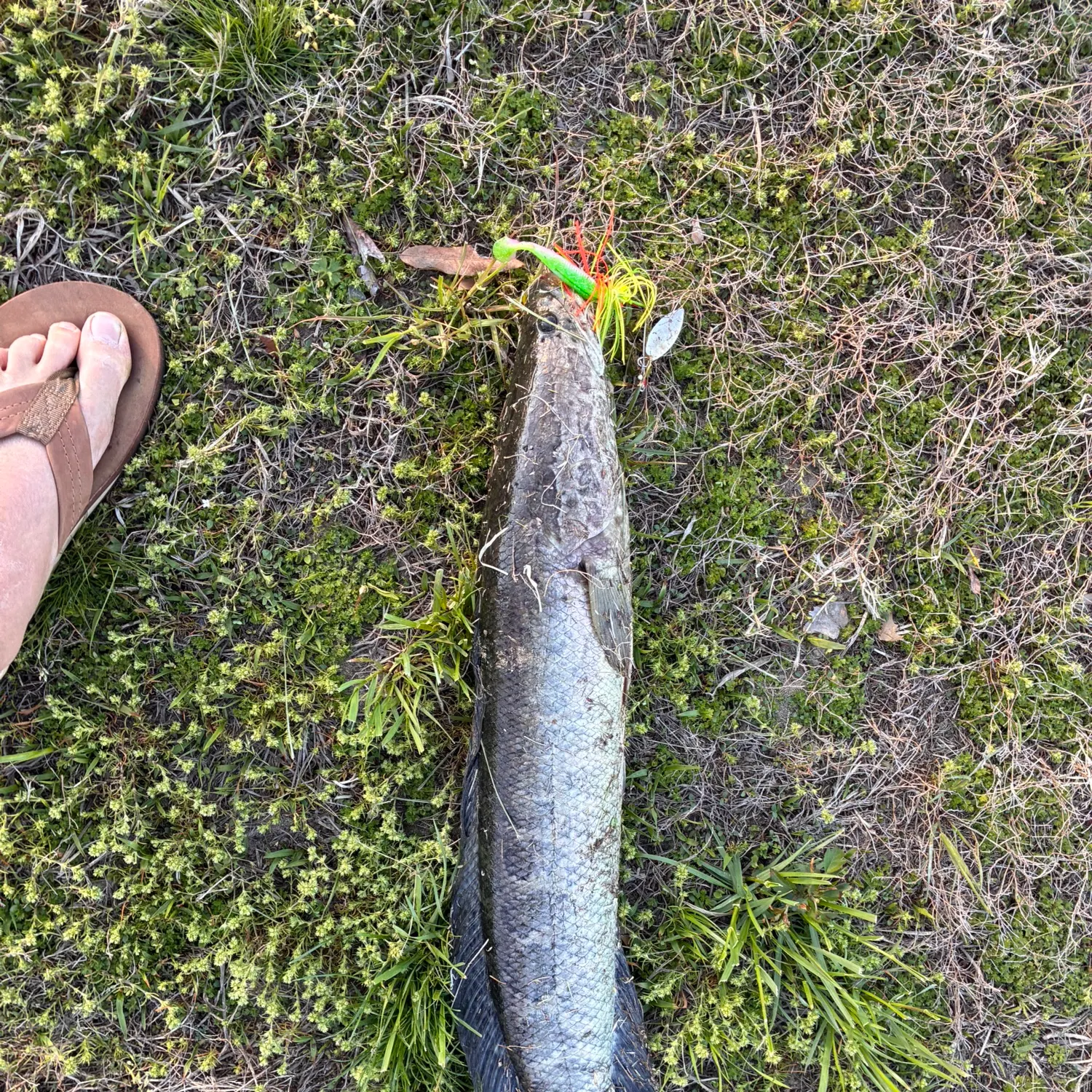 The most recent Northern snakehead catches on Fishbrain