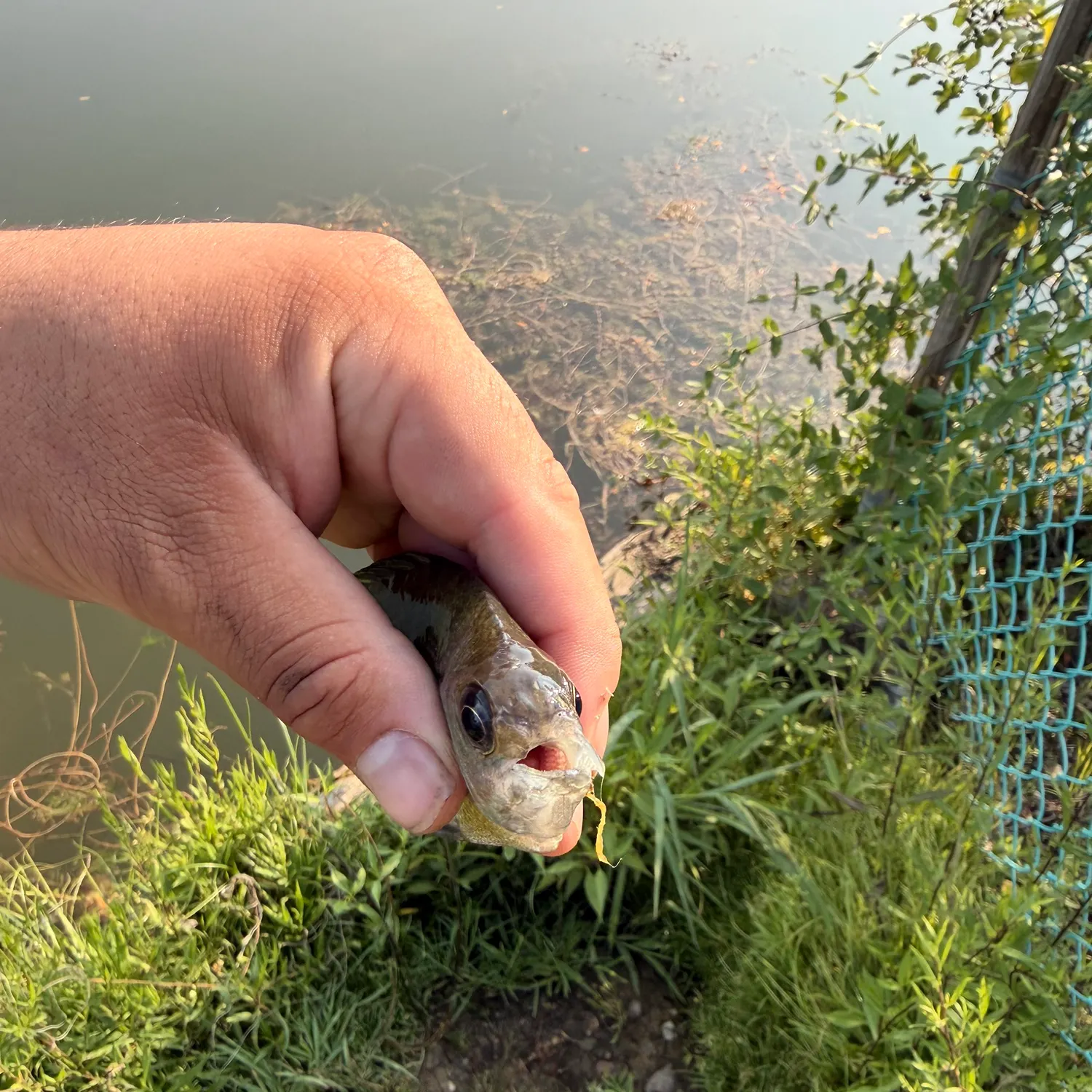 Bluegill caught on Fishbrain