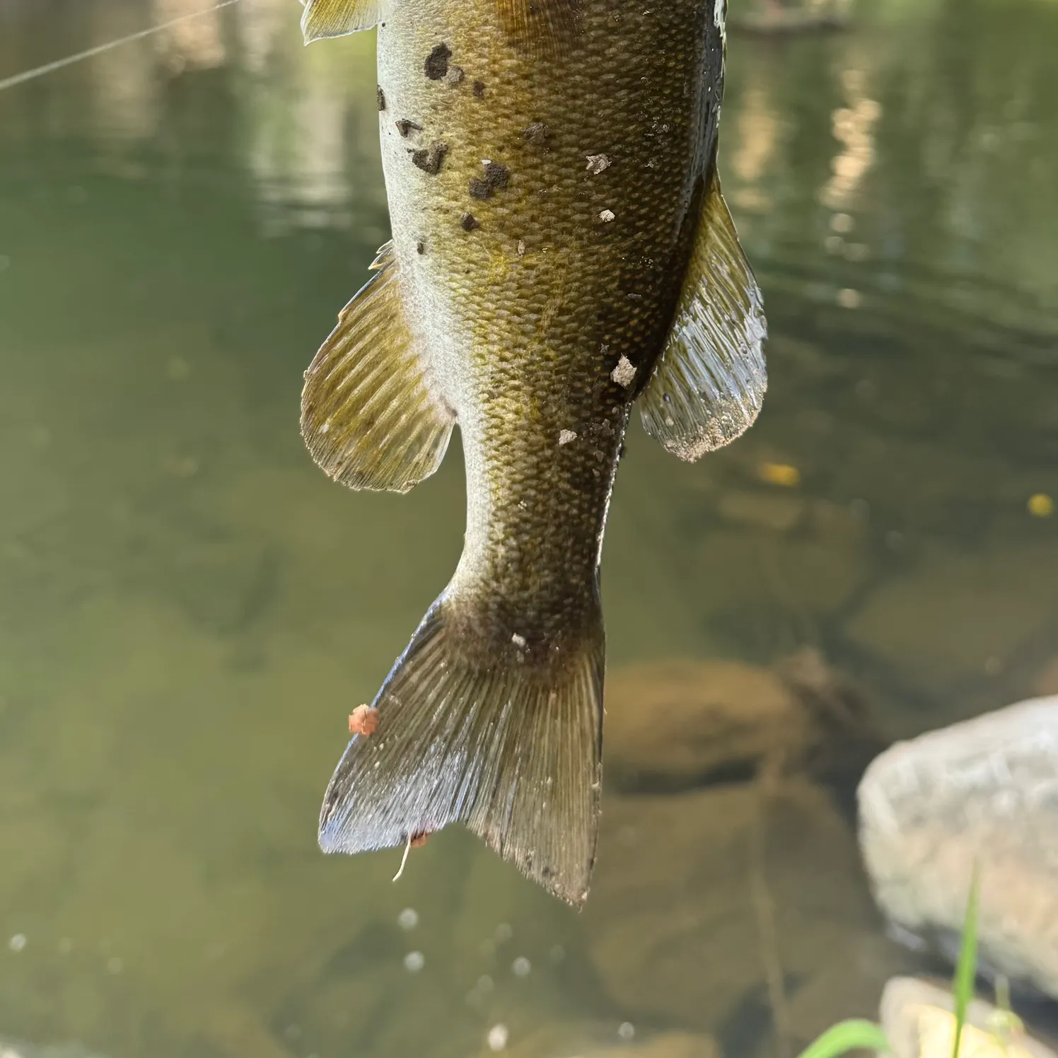 Smallmouth bass caught on Fishbrain