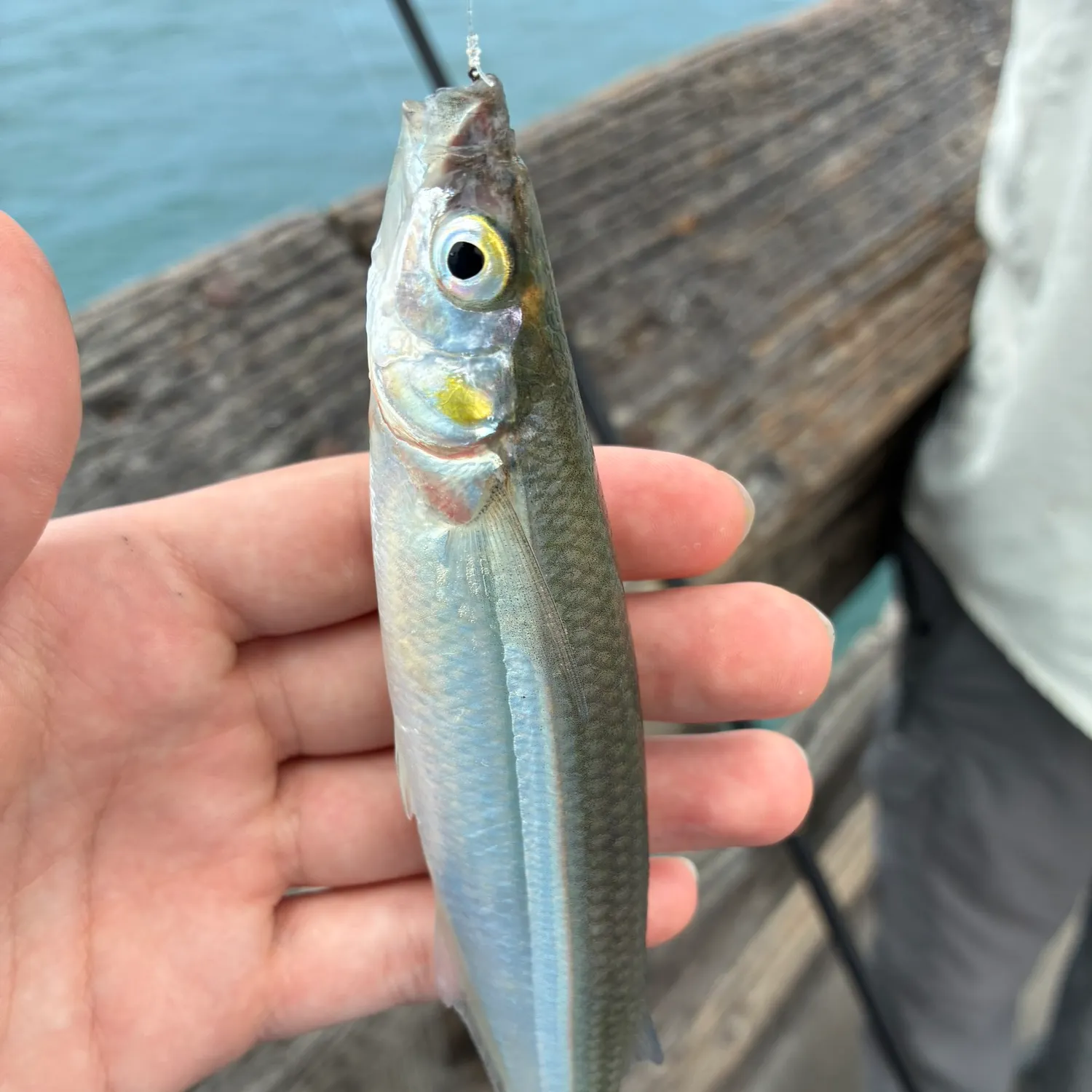 The most recent Surf smelt catches on Fishbrain