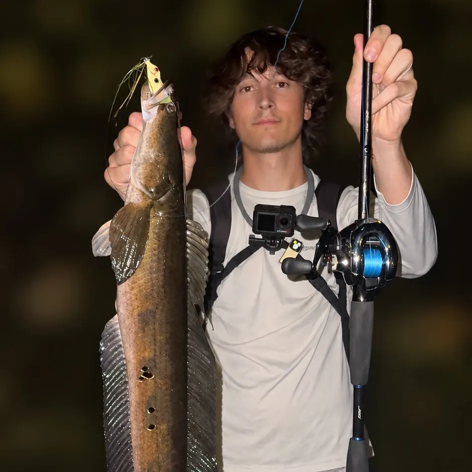 The most recent Bullseye snakehead catches on Fishbrain