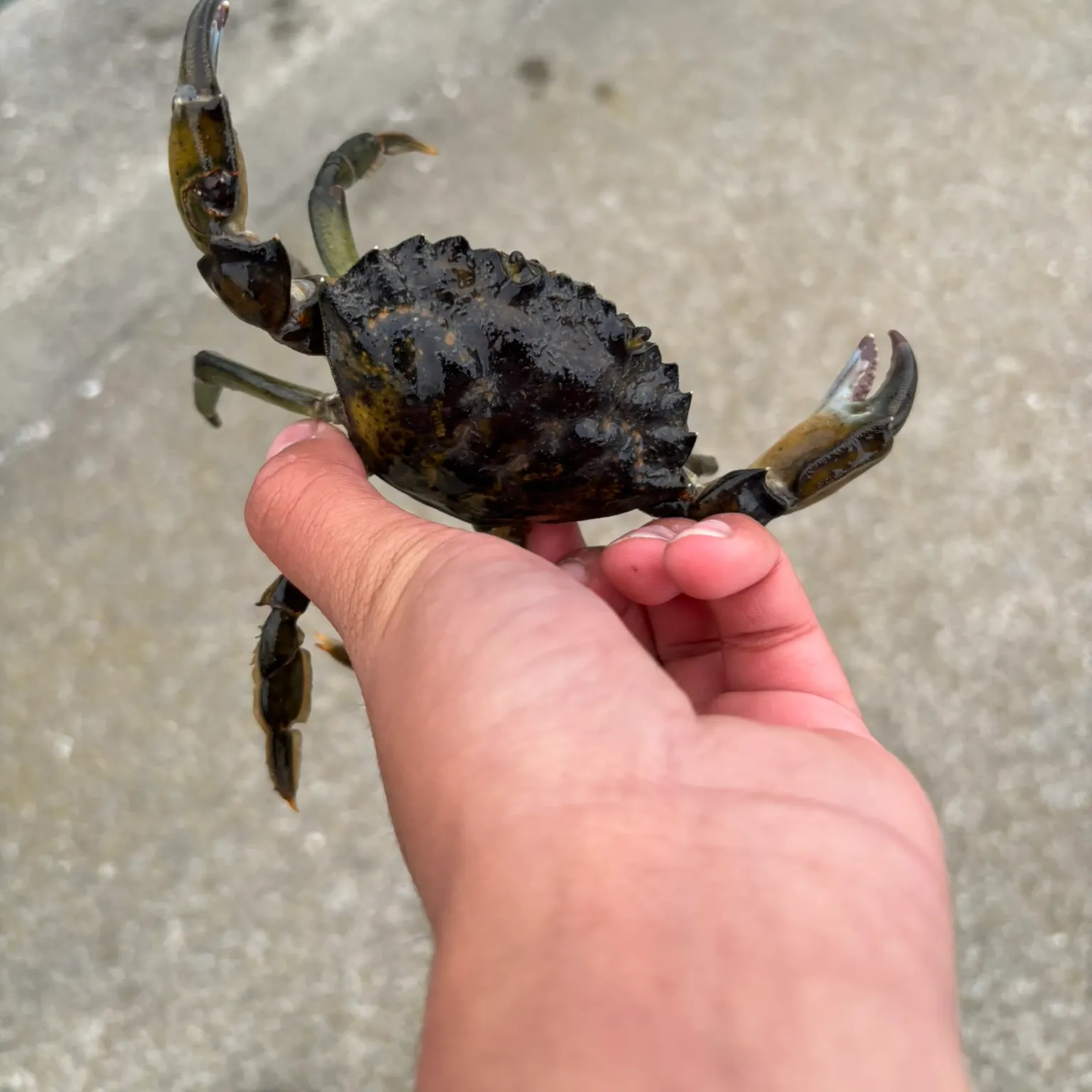 The most recent Green crab catches on Fishbrain