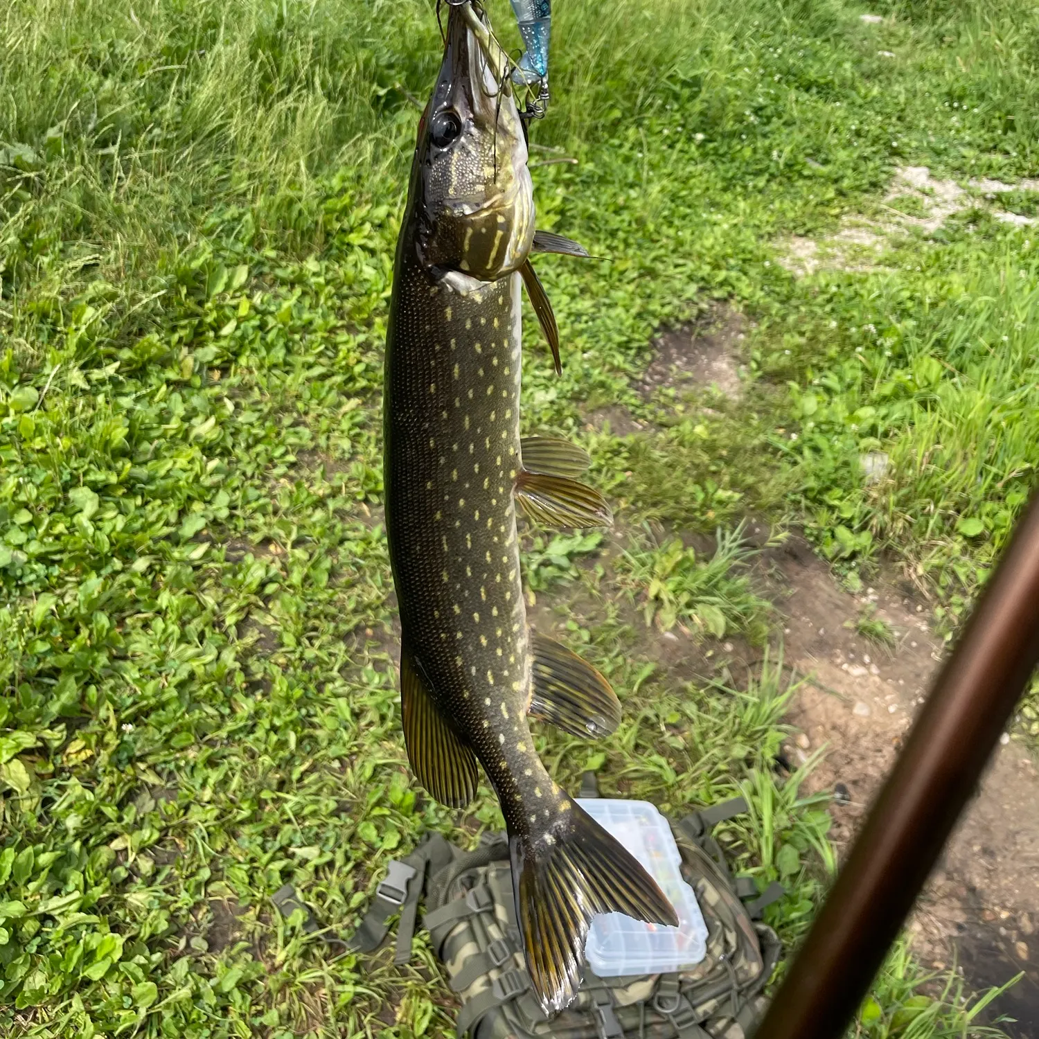 Northern pike caught on Fishbrain
