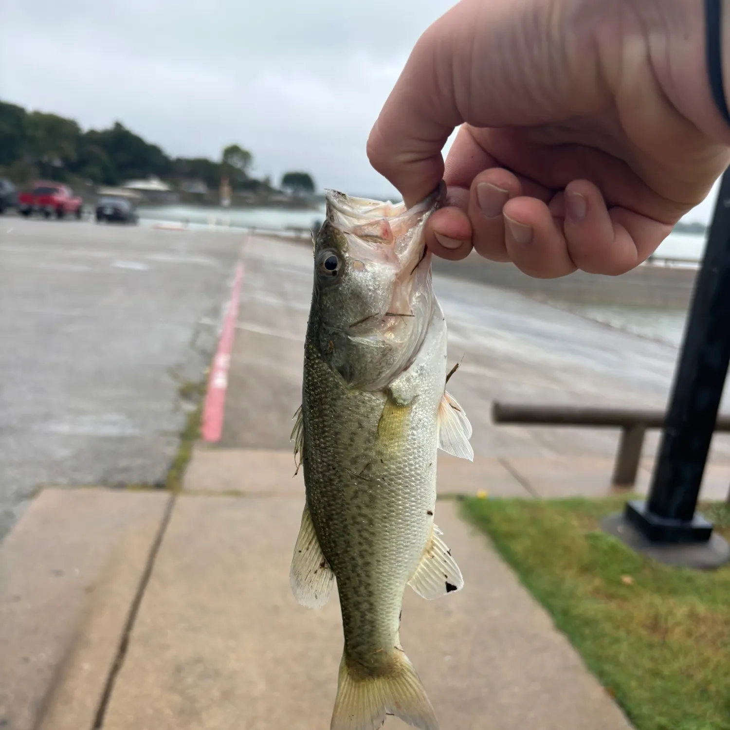 Alabama bass caught on Fishbrain