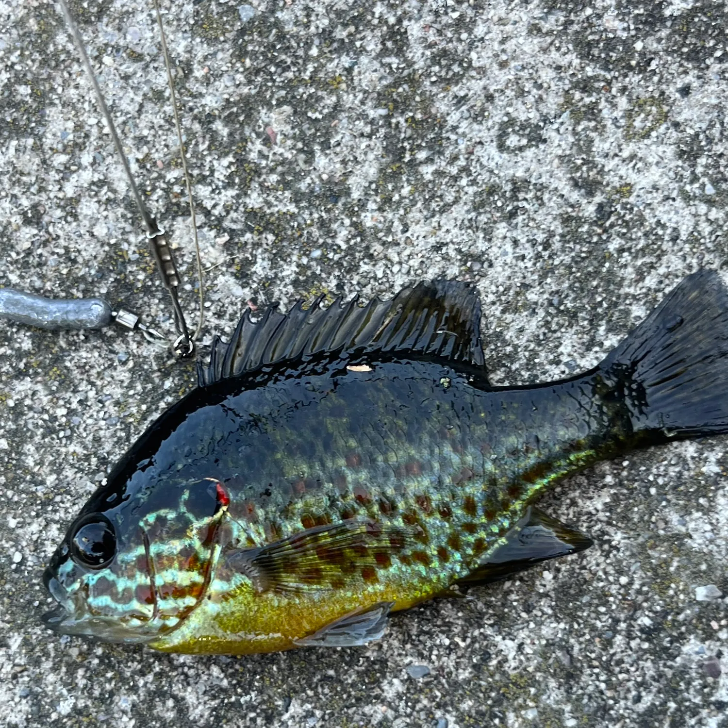 Pumpkinseed caught on Fishbrain