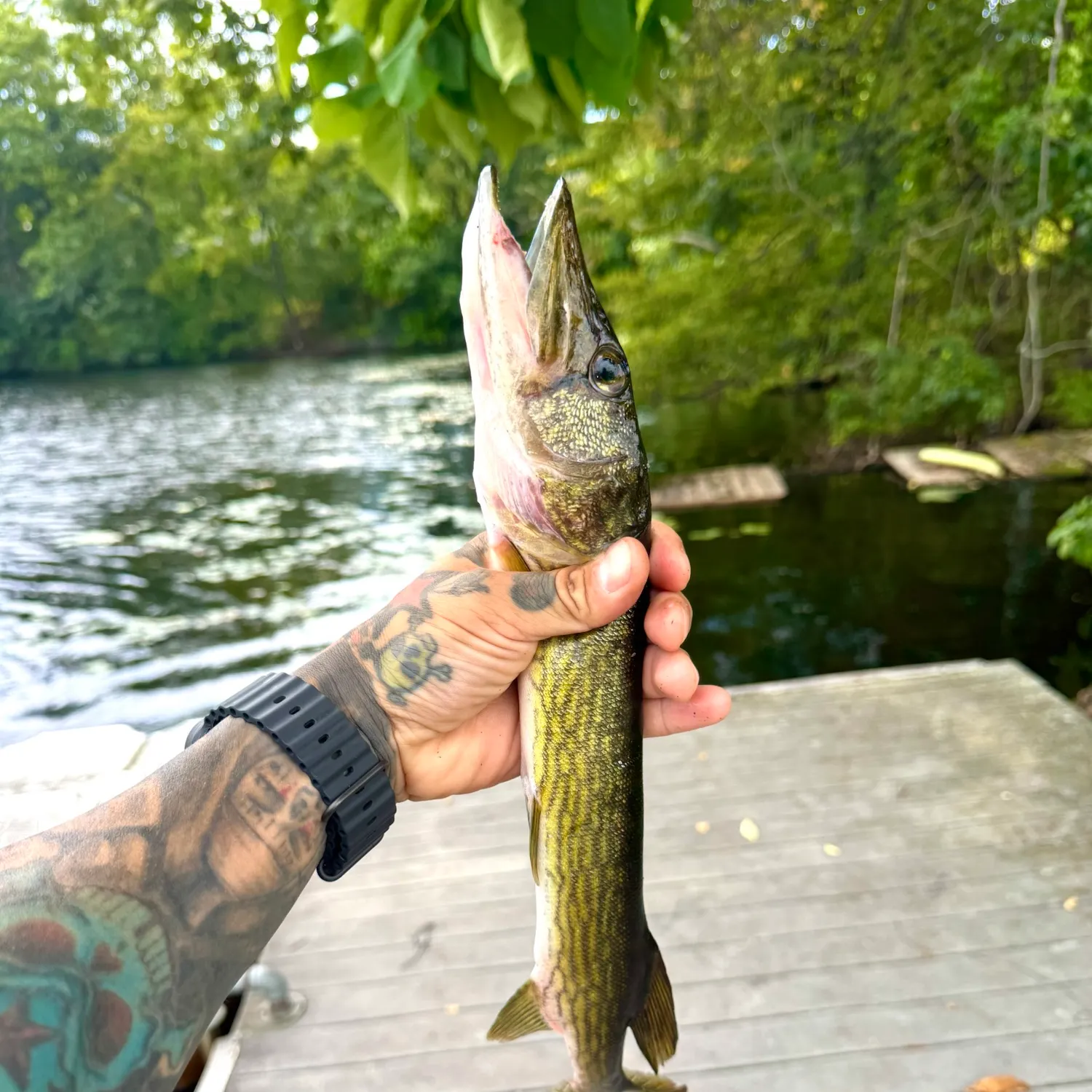 Chain pickerel caught on Fishbrain