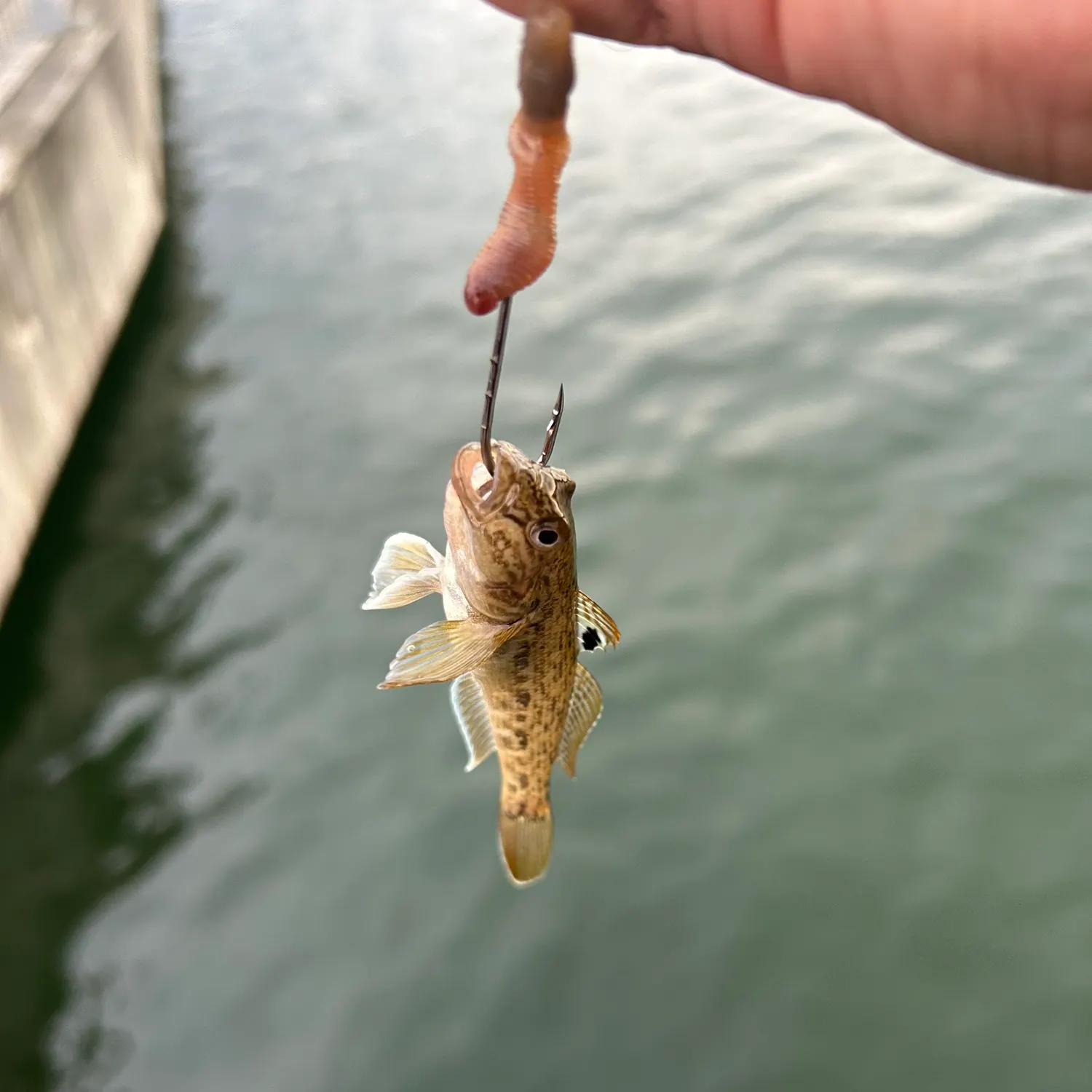 The most recent Round goby catches on Fishbrain