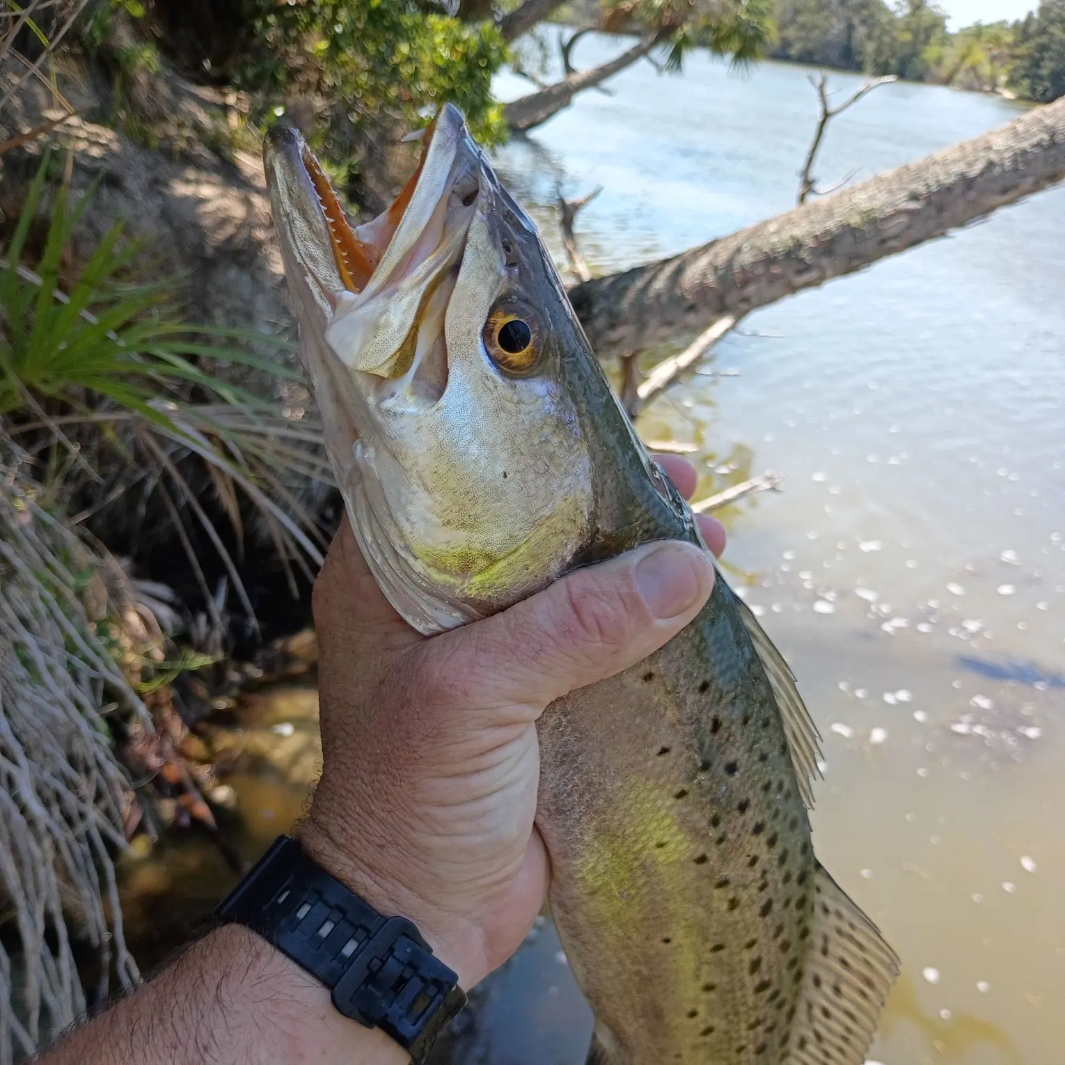 catch