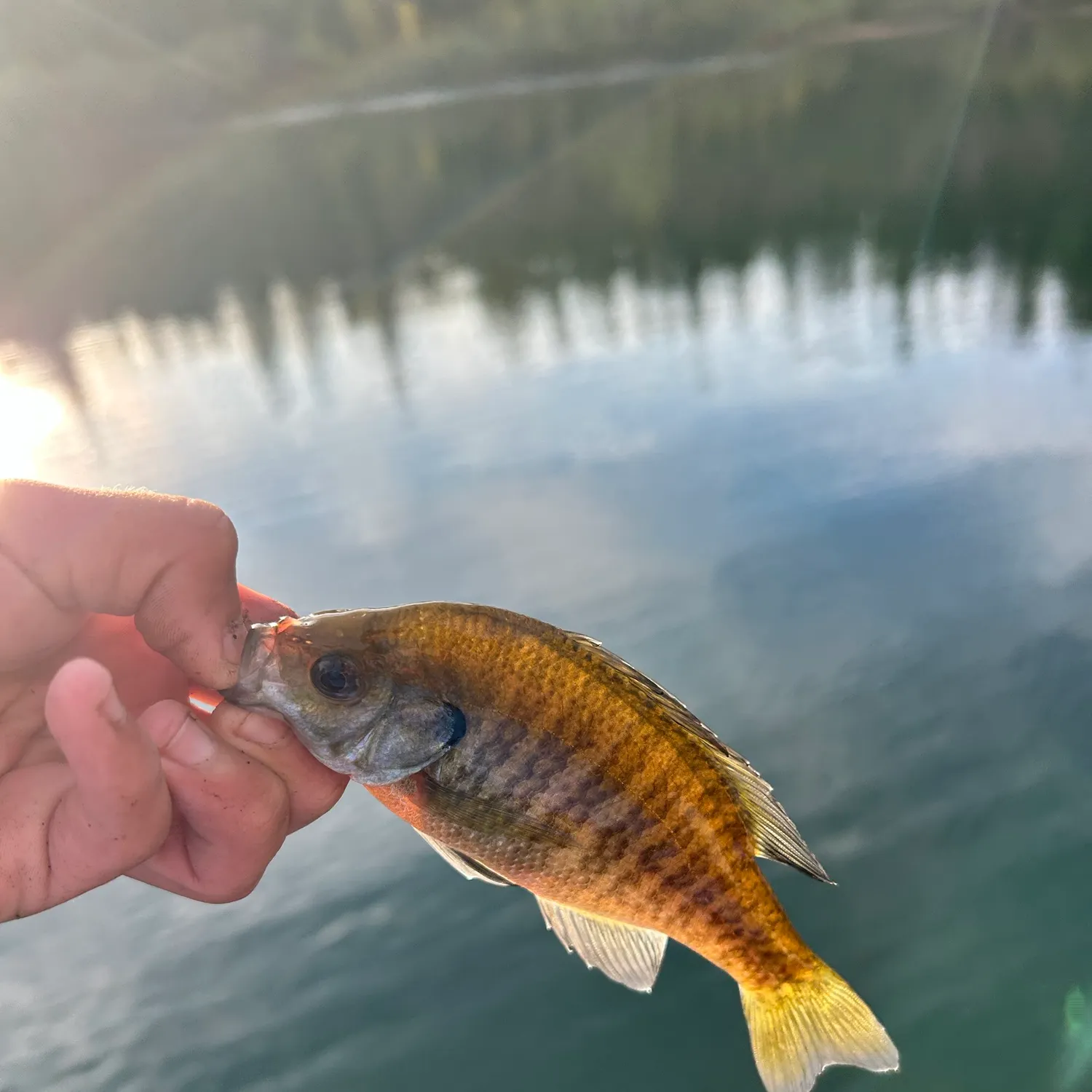 Bluegill caught on Fishbrain