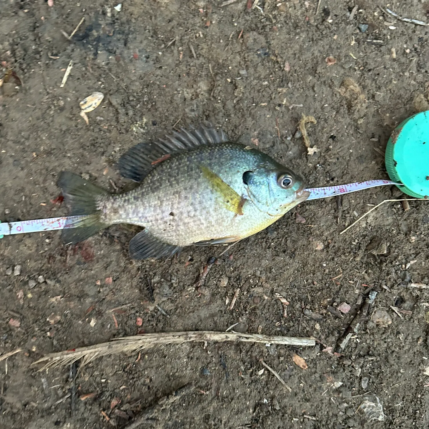 Bluegill caught on Fishbrain