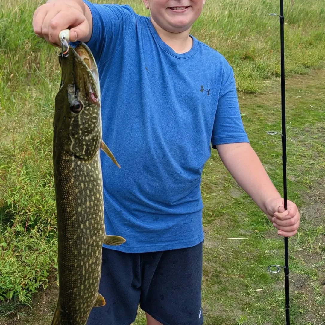 Northern pike caught on Fishbrain