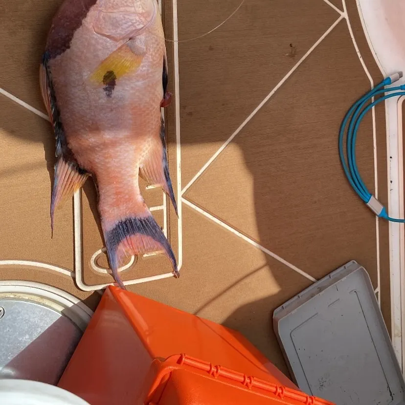 The most recent Hogfish catches on Fishbrain