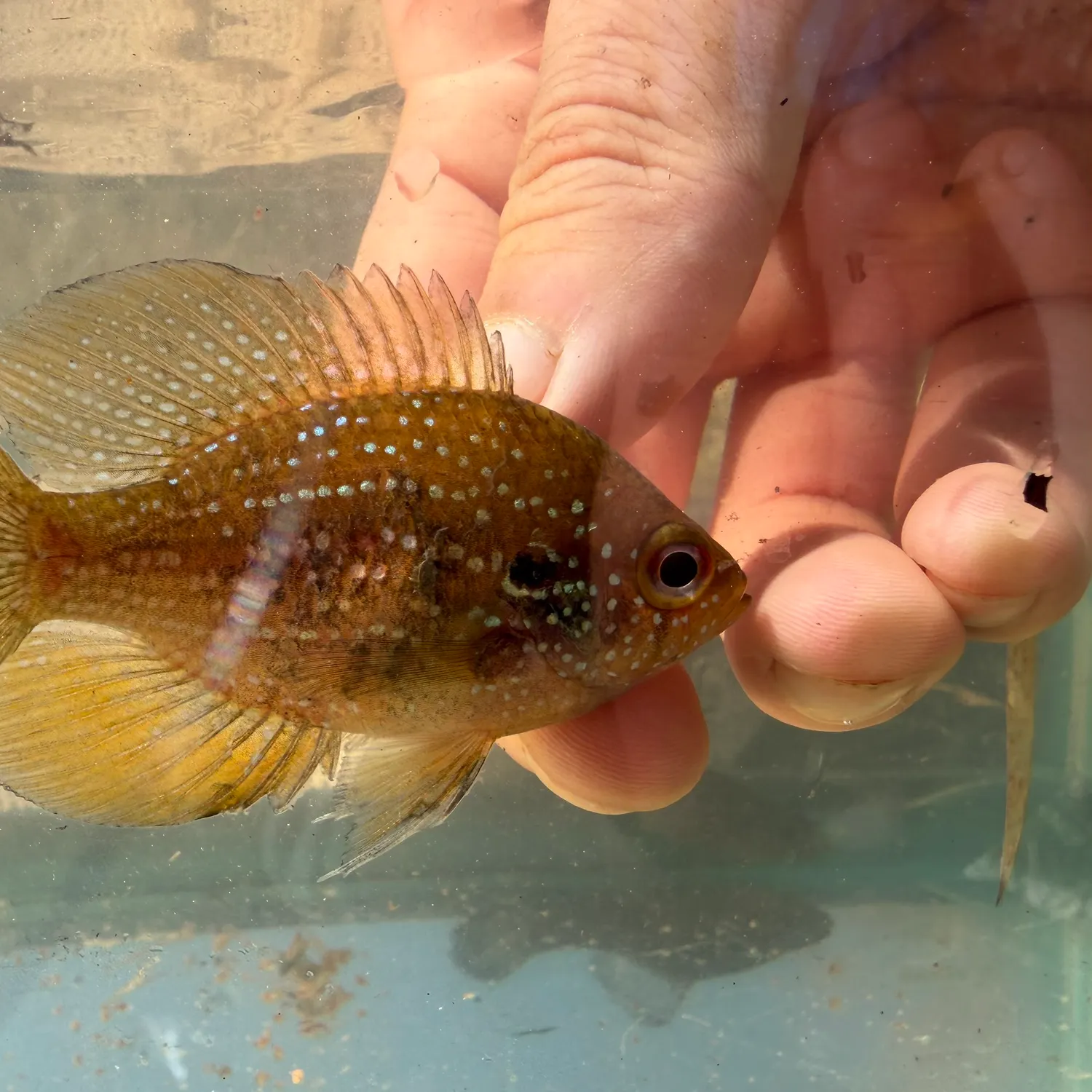 The most recent Bluespotted sunfish catches on Fishbrain