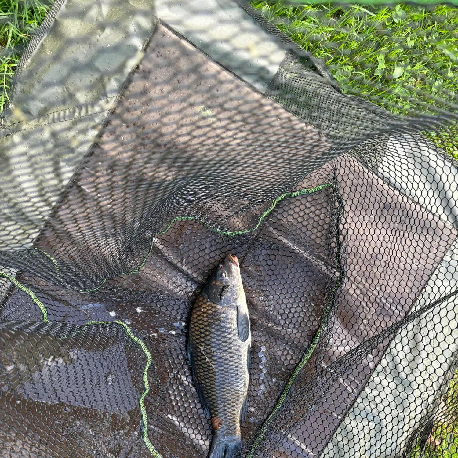 Common carp caught on Fishbrain
