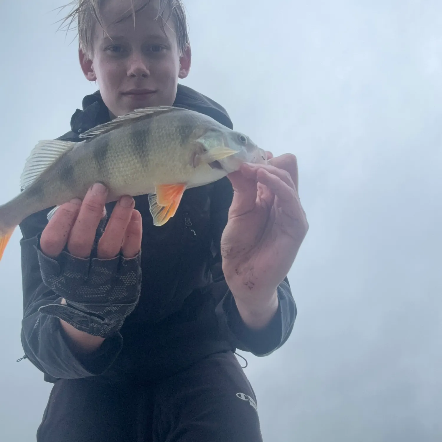 European perch caught on Fishbrain