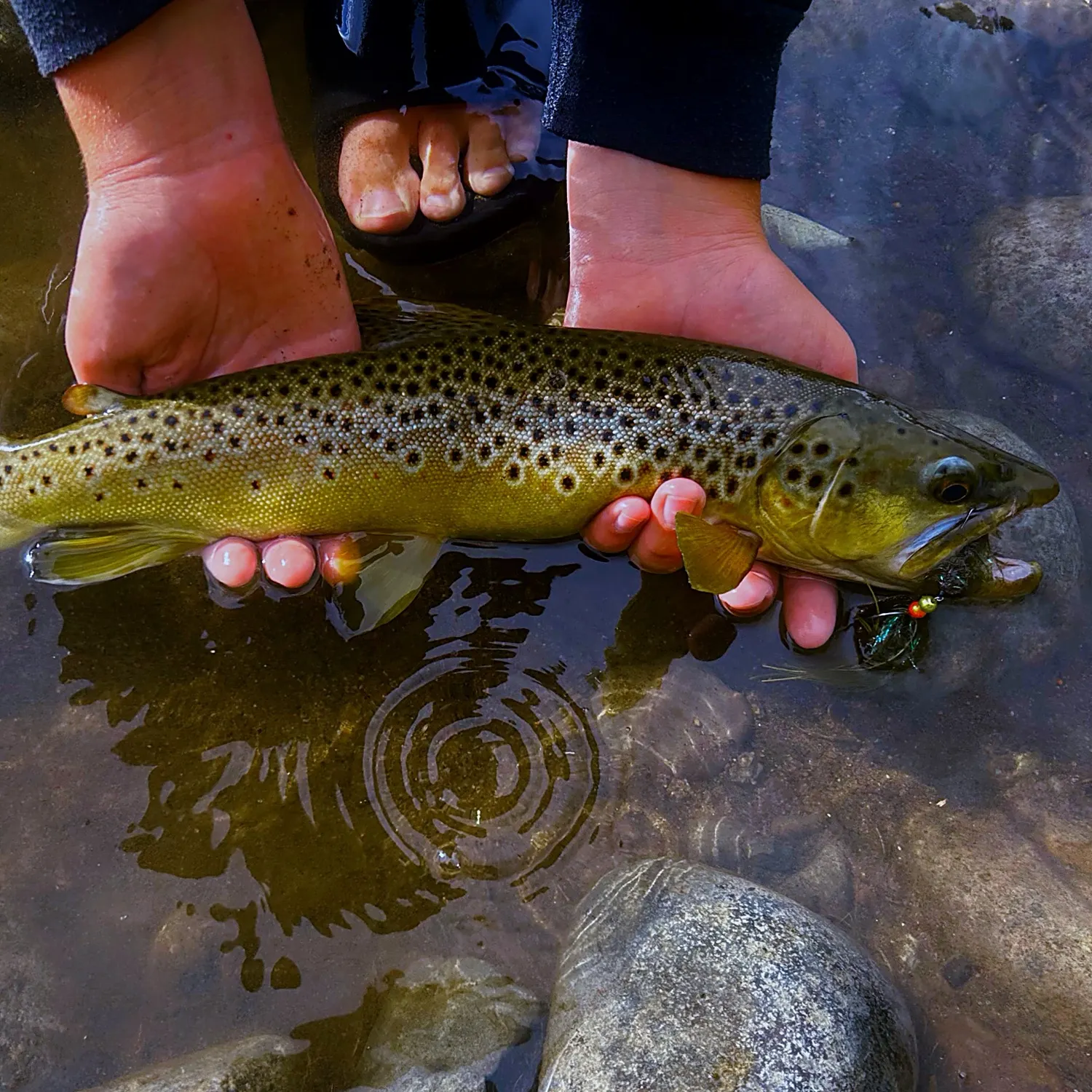 Brown trout caught on Fishbrain