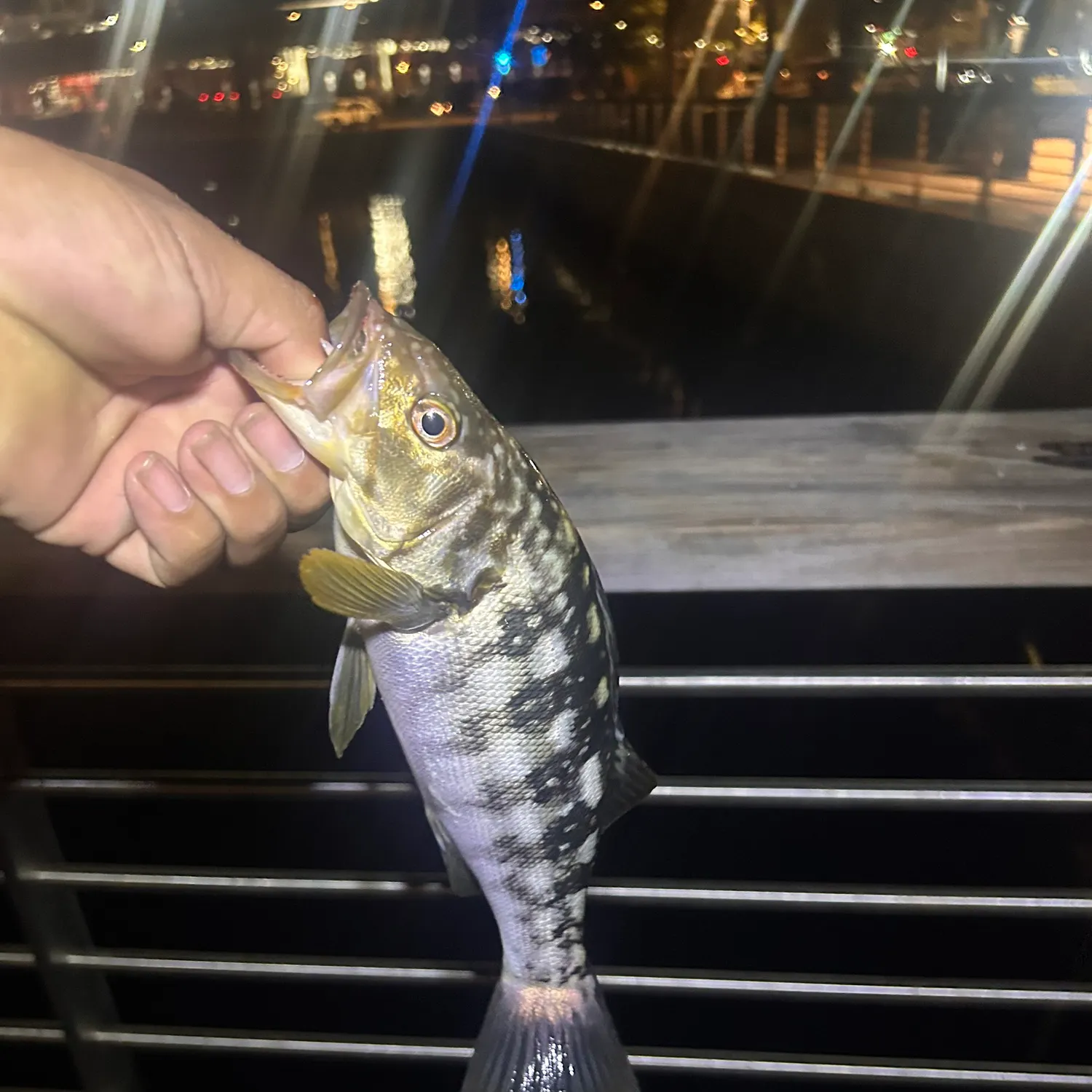 Kelp bass caught on Fishbrain