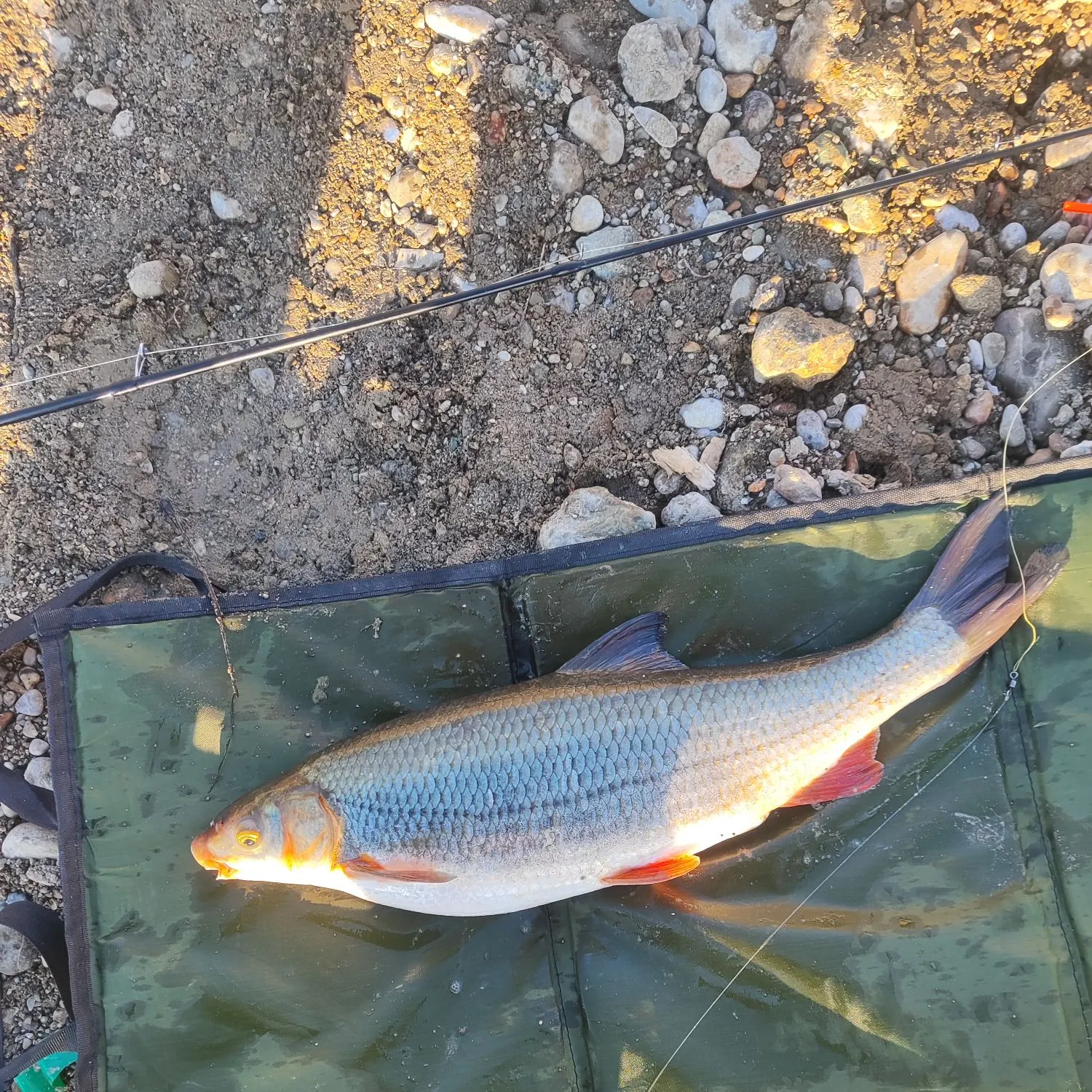 The most recent Common nase catches on Fishbrain