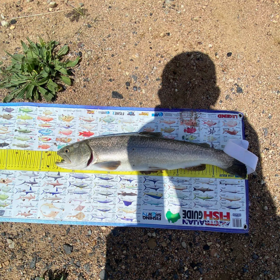 Tiger trout caught on Fishbrain