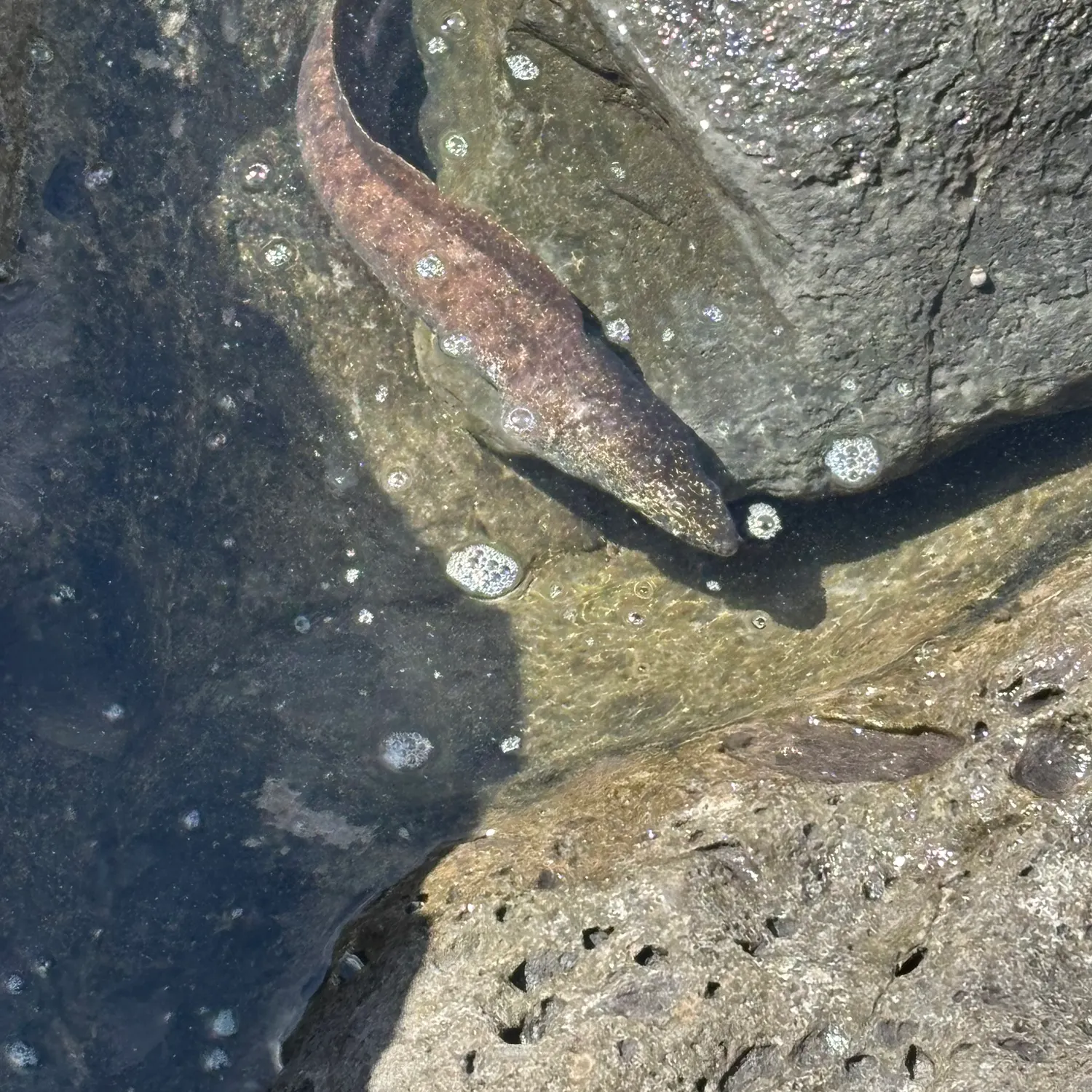 The most recent Leopard moray eel catches on Fishbrain