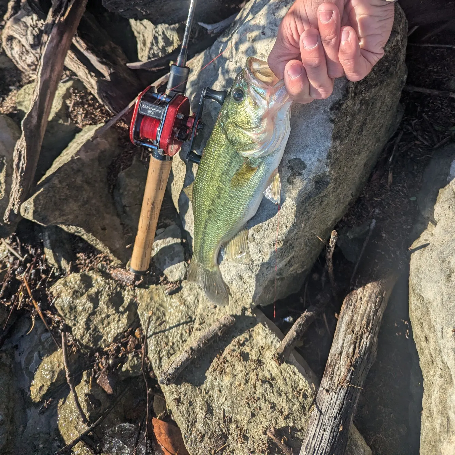 Largemouth bass caught on Fishbrain