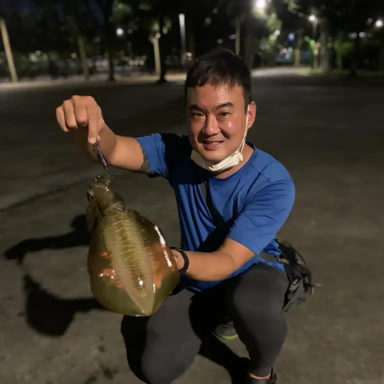 The most recent Bigfin reef squid catches on Fishbrain