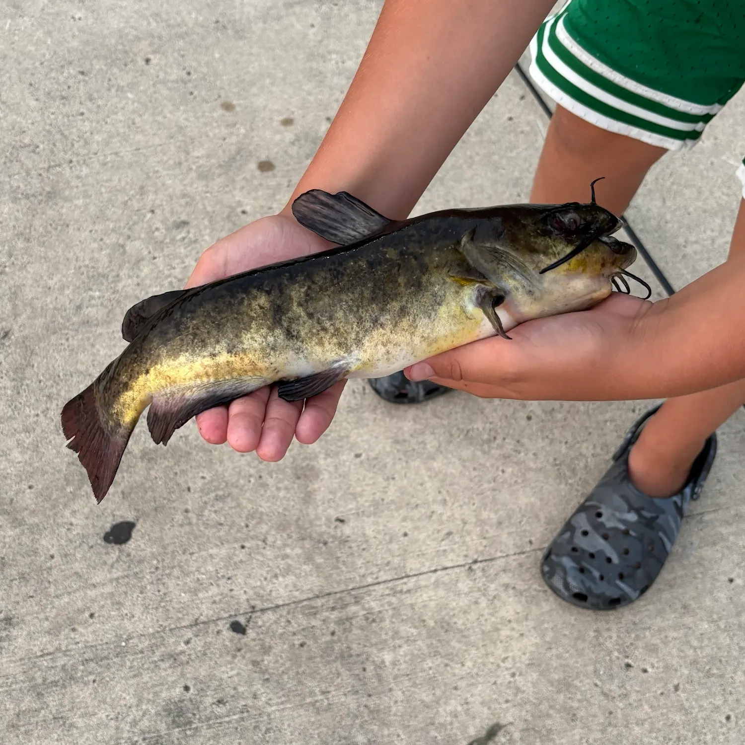 The most recent Brown bullhead catches on Fishbrain