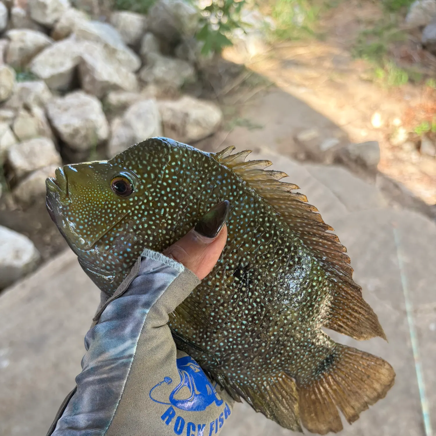 The most recent Rio Grande cichlid catches on Fishbrain