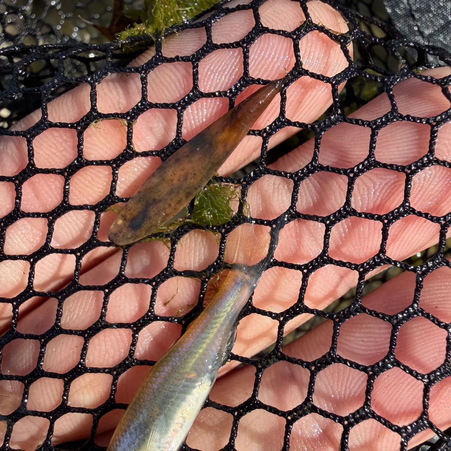 The most recent Red shiner catches on Fishbrain