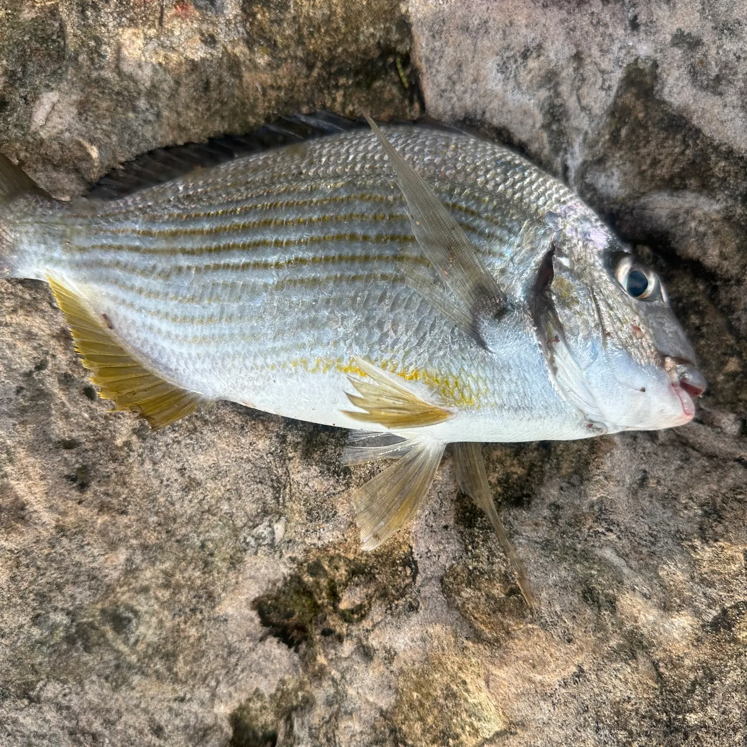 The most recent Goldlined seabream catches on Fishbrain