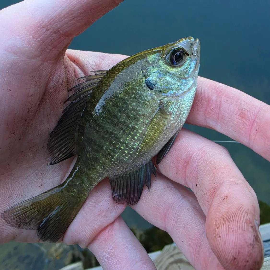 Bluegill caught on Fishbrain