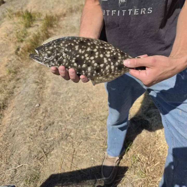 Summer flounder caught on Fishbrain