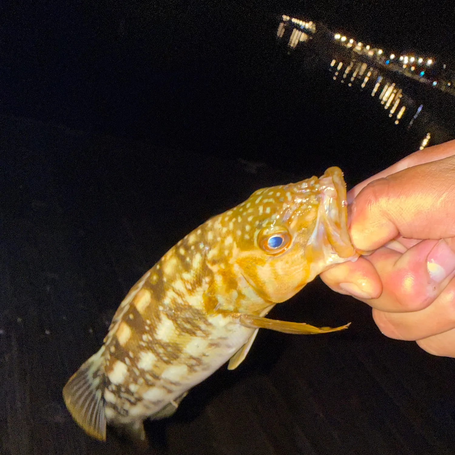Kelp bass caught on Fishbrain