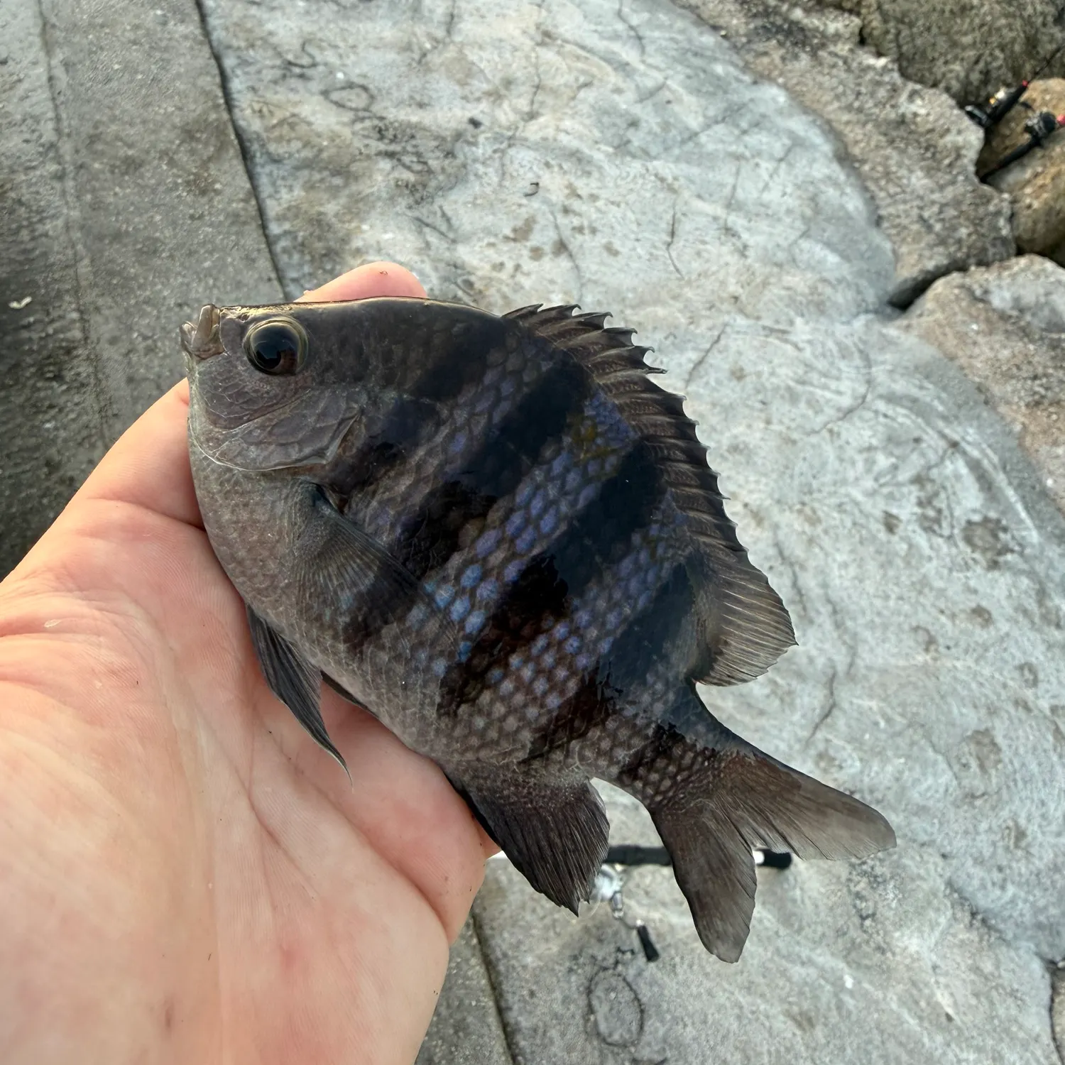 The most recent Sergeant-major catches on Fishbrain