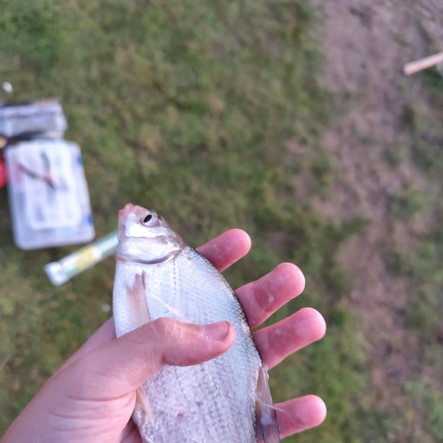 Common bream caught on Fishbrain