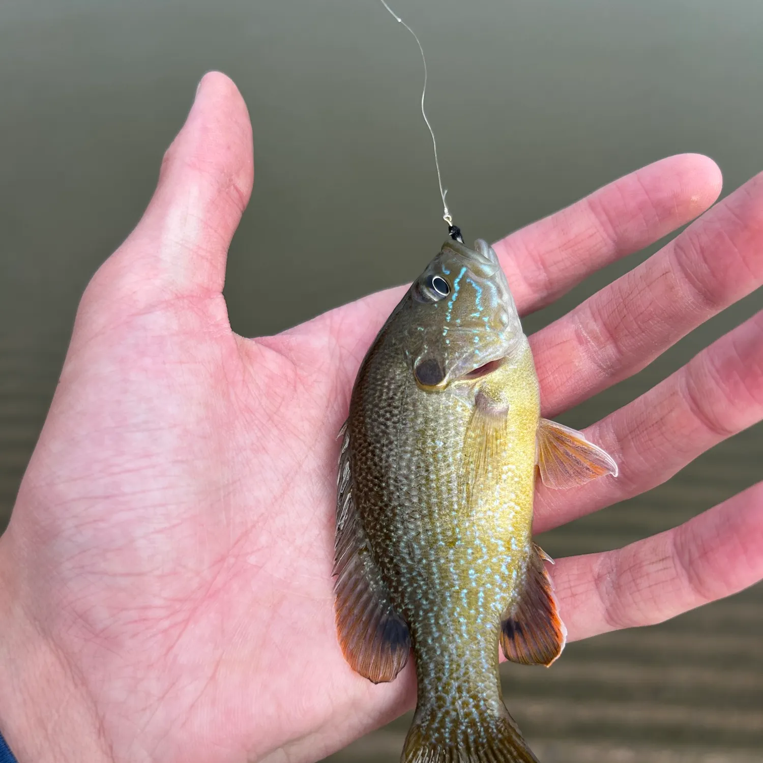 Green sunfish caught on Fishbrain
