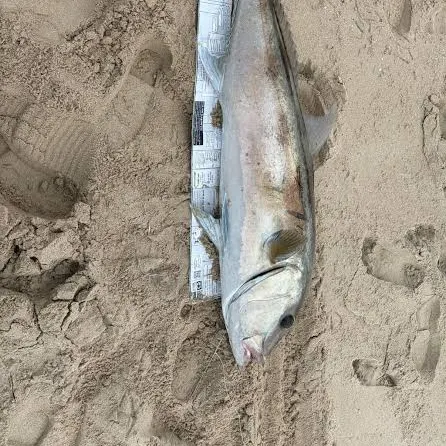 The most recent Samsonfish catches on Fishbrain