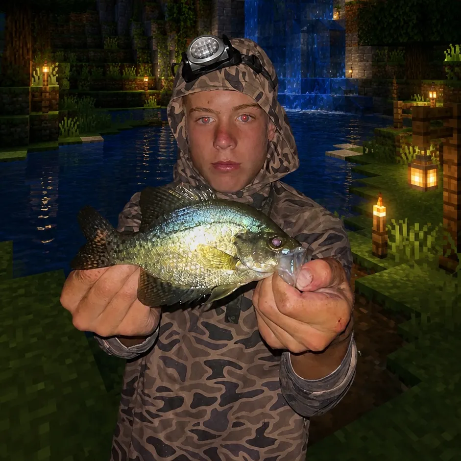 Black crappie caught on Fishbrain