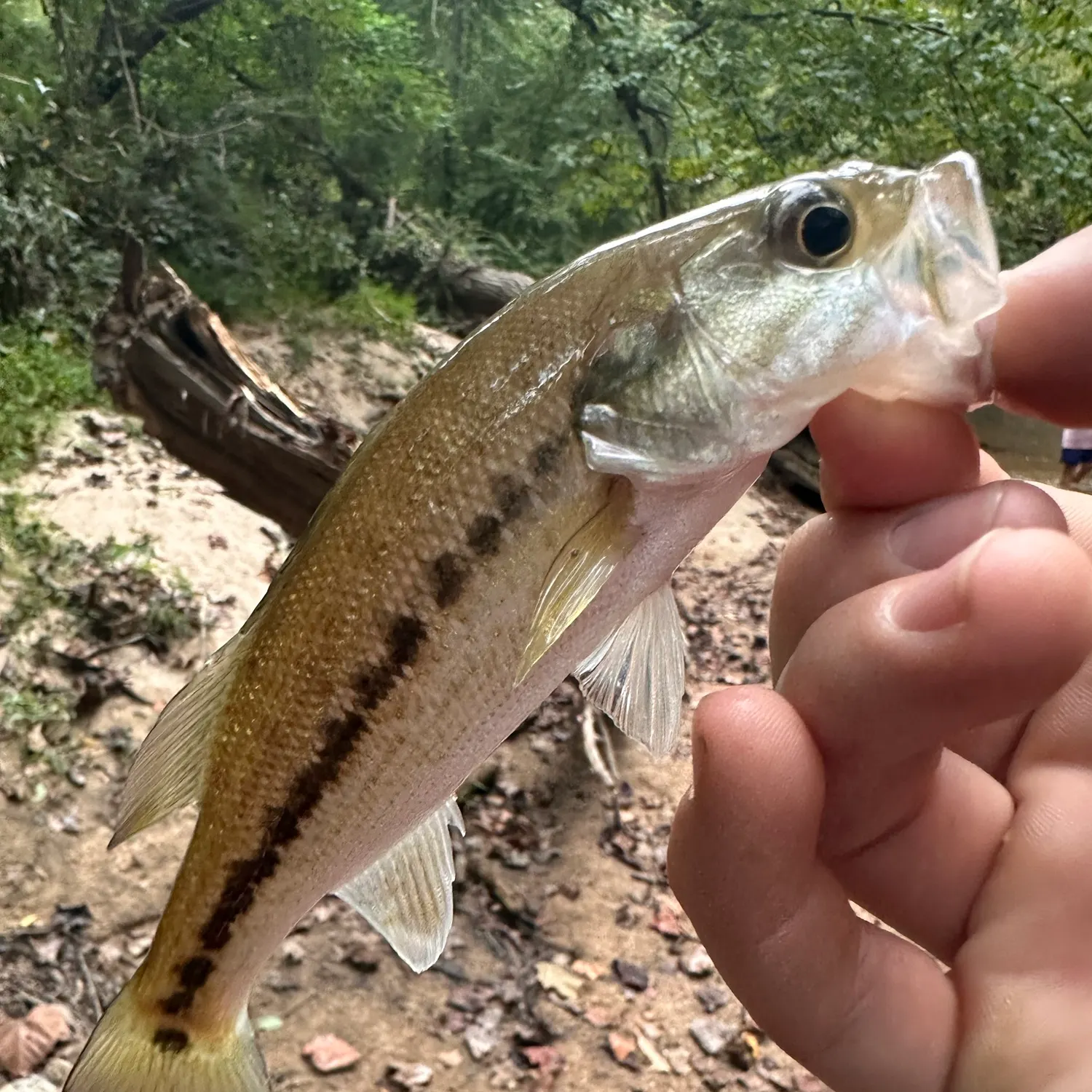 Spotted bass caught on Fishbrain