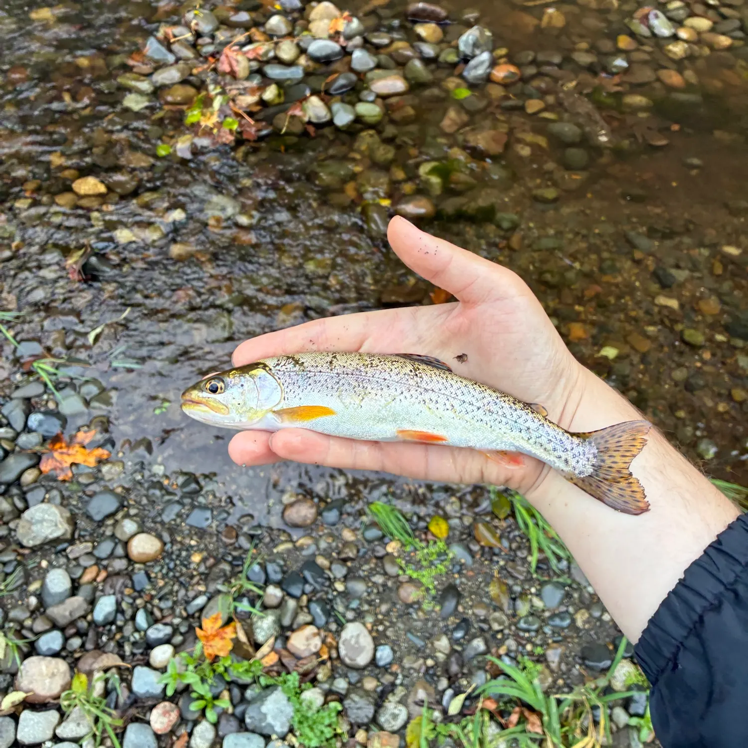 Coastal cutthroat trout caught on Fishbrain