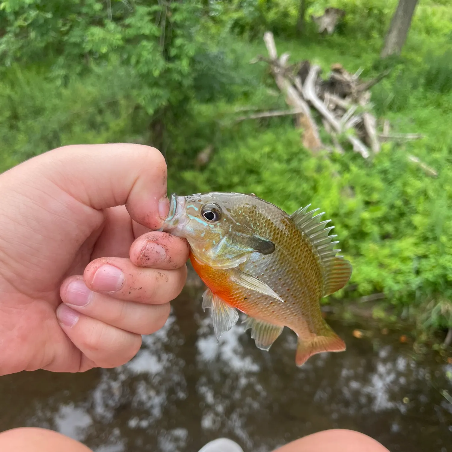 Redbreast sunfish caught on Fishbrain