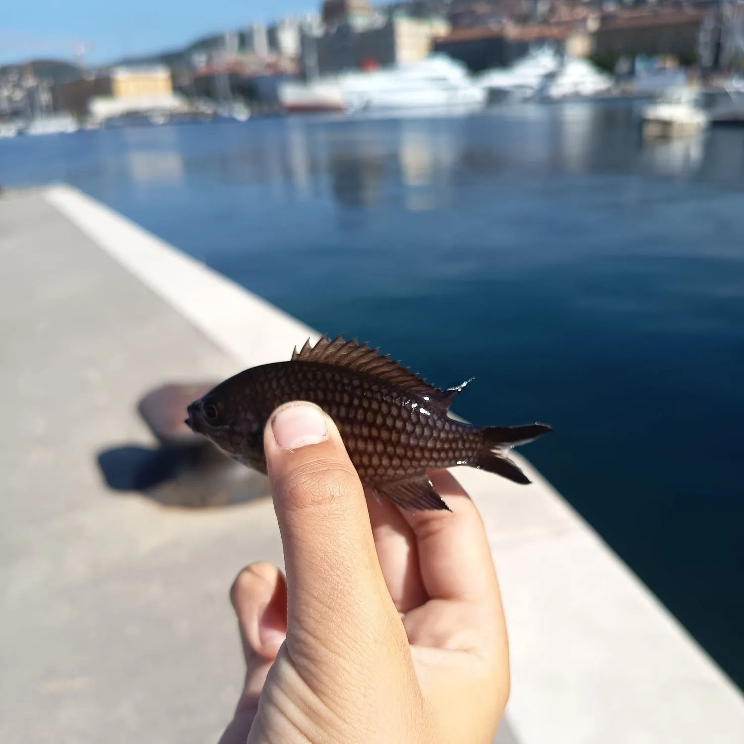 The most recent Mediterranean chromis catches on Fishbrain