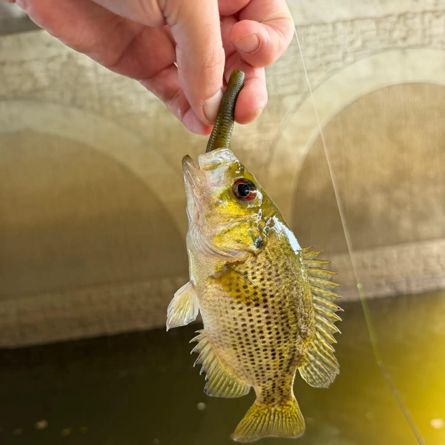 Rock bass caught on Fishbrain