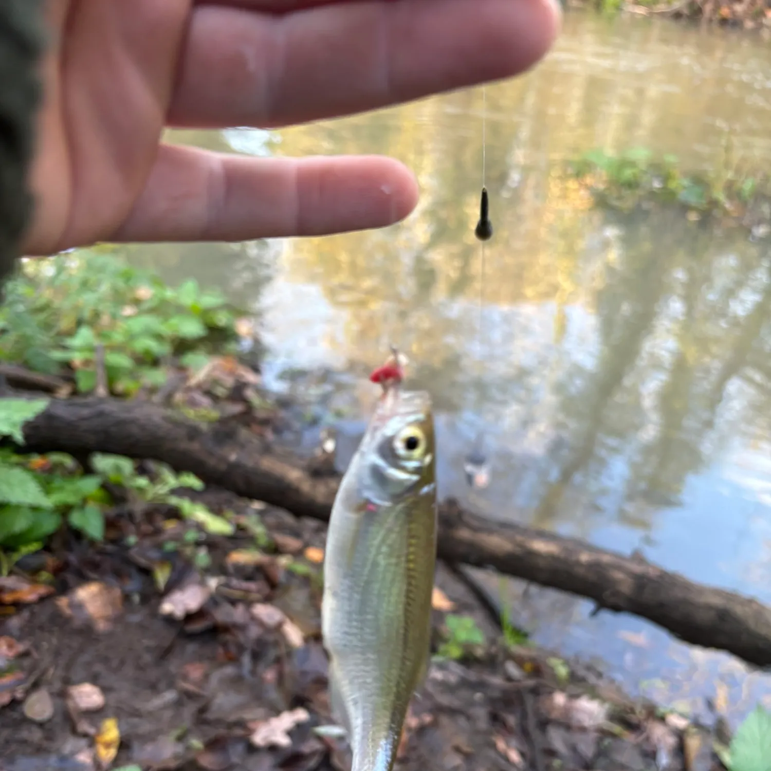 The most recent Common dace catches on Fishbrain